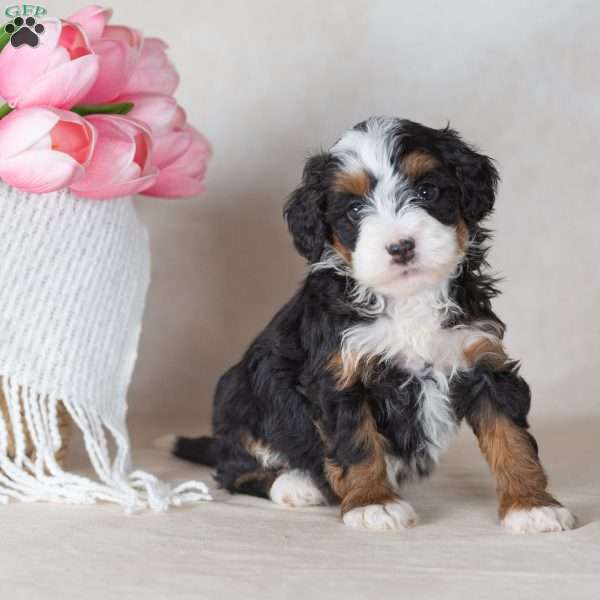 Lizzy, Mini Bernedoodle Puppy